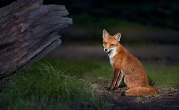Close up of a Red fox (Vulpes vulpes) in a forest, UK. - 写真・画像