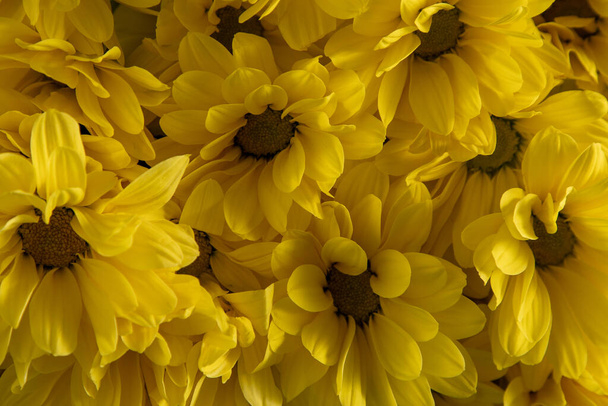 Yellow chrysanthemum flowers. Flower close-up. Floral flowers background. - Valokuva, kuva