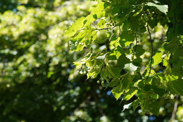 Large-leaved lime or Tilia platyphyllos also known as Largeleaf linden, Female lime - Zdjęcie, obraz