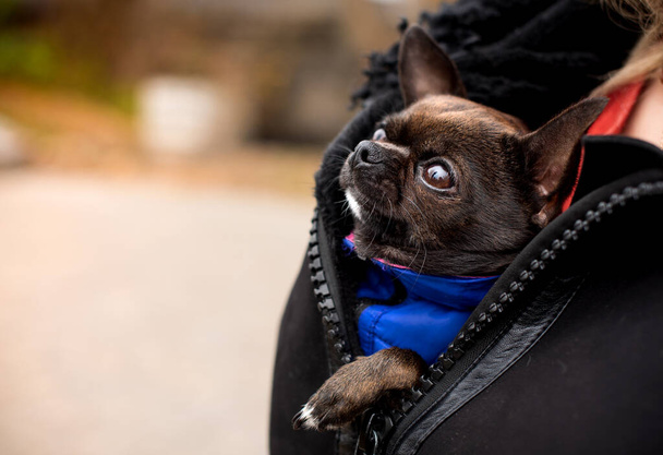 A chihuahua dog in the bosom of the owner on the background of a blurred alley. The dog is cold. She looks out from under her clothes and looks up. The photo is blurred. High quality photo - Fotografie, Obrázek