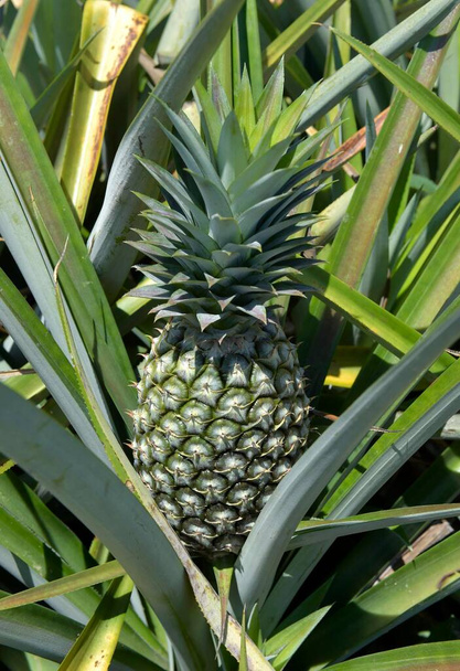 Unripe pineapple on a plantation, Hua Hin, Thailand, Asia - Photo, Image