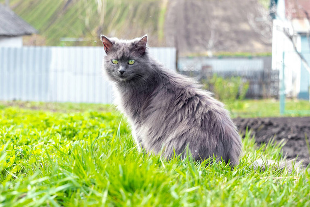 A gray fluffy cat sits in the garden on green grass - Photo, Image