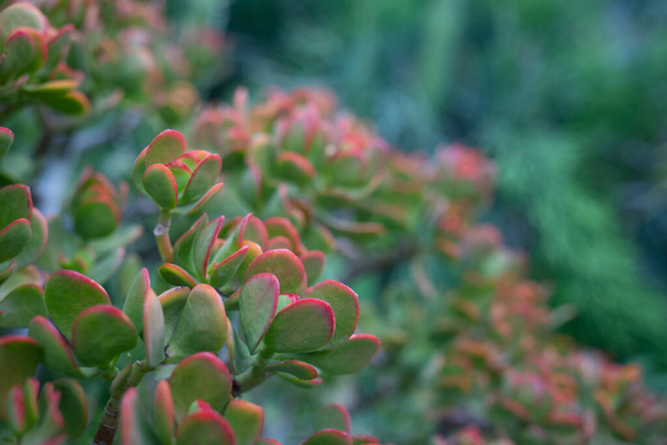 Jade plant closeup. Beautiful red edges of green leaves. Lucky plant wallpaper with green bokeh background. Money tree in natural environment. Exotic nature of Tenerife, Canary islands. Crassula ovata - Photo, Image