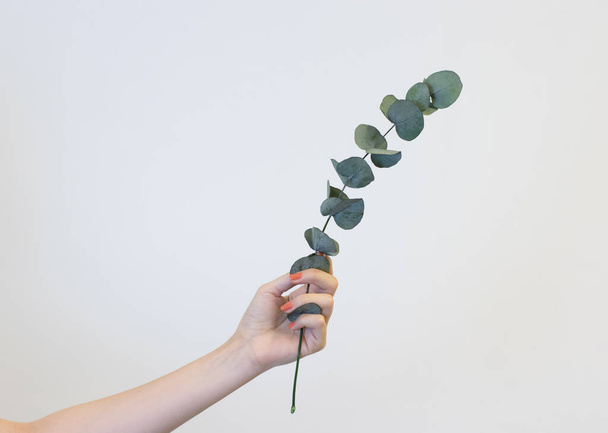 hand houden eucalyptus, op witte achtergrond - Foto, afbeelding