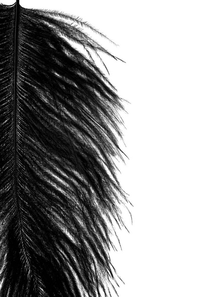 abstrakteja mustia höyheniä valkoisella pohjalla  - Valokuva, kuva