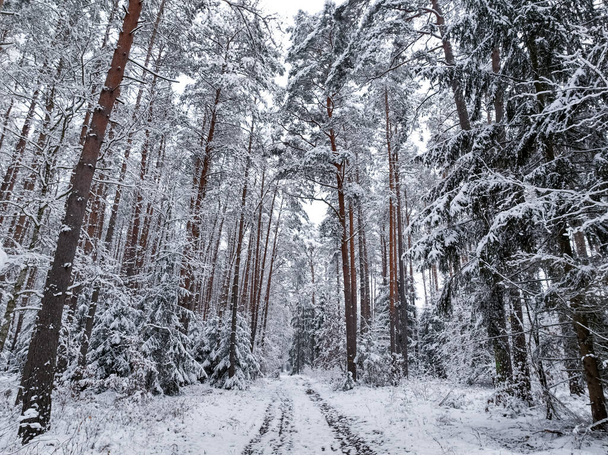 Letecký pohled na bílý les a pěší stezku v zimě. Divoká příroda v zimě Polsko, Evropa. - Fotografie, Obrázek