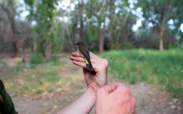 Ένα πτερύγιο πτηνών που επιδεικνύει τη σωστή τεχνική εκμετάλλευσης των άγριων πτηνών  - Φωτογραφία, εικόνα