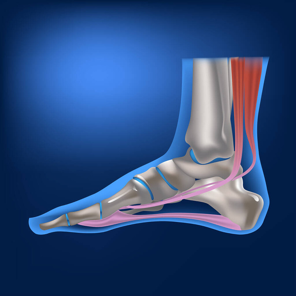 El pie humano por el costado. Estructura anatómica de los huesos y ligamentos de las piernas. Representación 3D del pie. Vector illustrationValgus deformidad del dedo gordo del pie.  - Vector, imagen