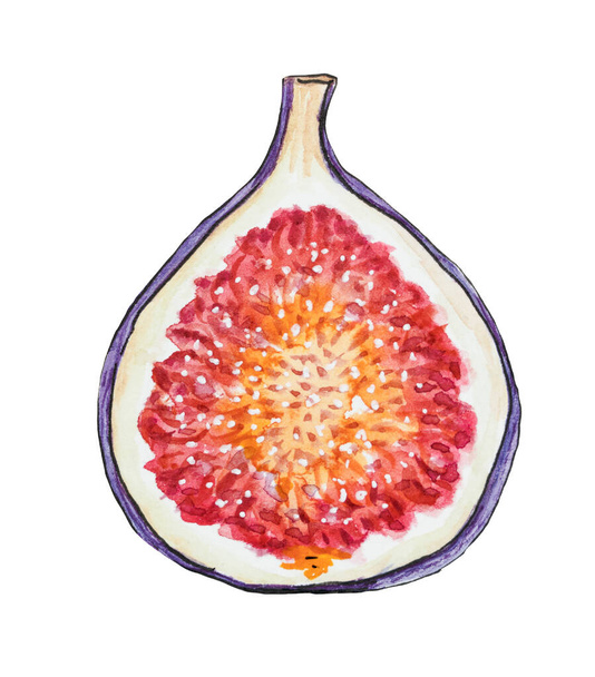 Fig fruit illustration. Cutted half of the whole fig with seeds inside. Detailed Hand-drawn fig, botanical illustration, design element, isolated on white background - Photo, image