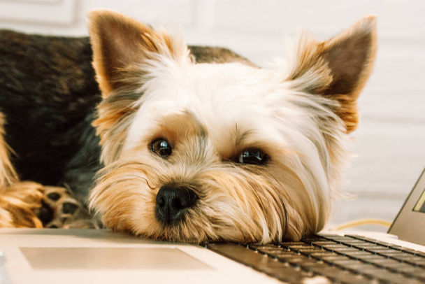 Portrait funny pet little brown dog lying on a laptop keyboard. A Yorkshire Terrier puppy is looking sad. Funny pet at home. Cute canine animal is tired of working at home office. Technology concept.  - Photo, Image
