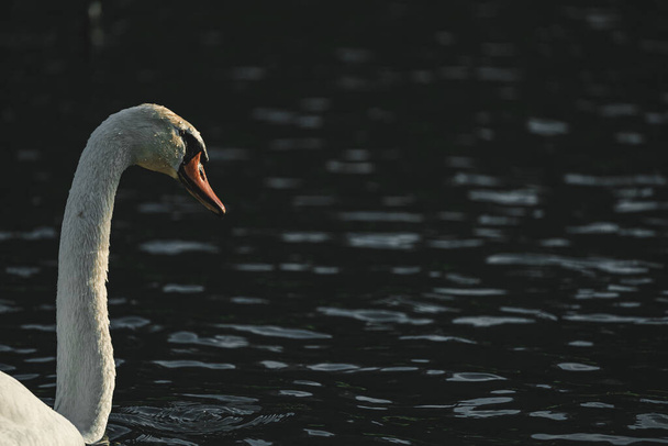Prachtig wit zwom in de vijver. Portret van een mooie zwaan - Foto, afbeelding