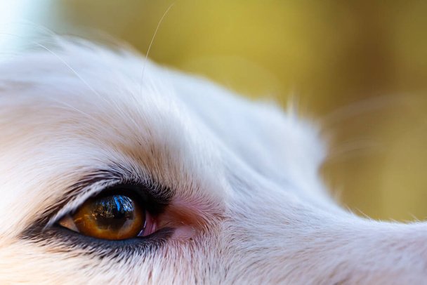 Makro fotografie hnědého oka psa. Detailní záběr psa plemene Border Collie. Oko zvířete. - Fotografie, Obrázek