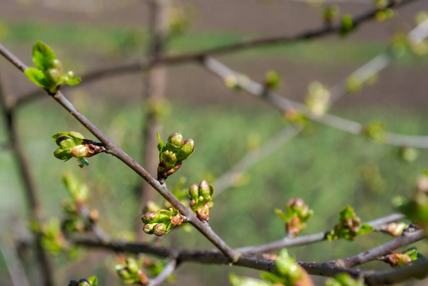 Green buds of cherry on a branch in the garden. Spring theme. - Photo, Image