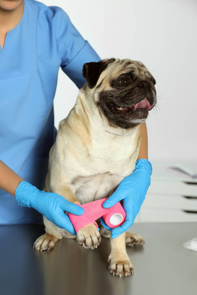Professional veterinarian wrapping dog's paw with bandage in clinic, closeup - Foto, imagen