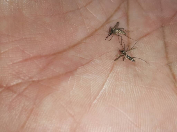 Una zanzara sul palmo della mano - Foto, immagini