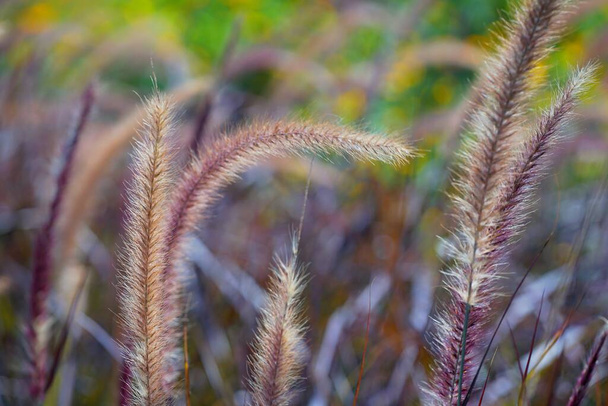 photo of grass flowers (natal grass, natal redtop, ruby grass) outdoors - Photo, Image