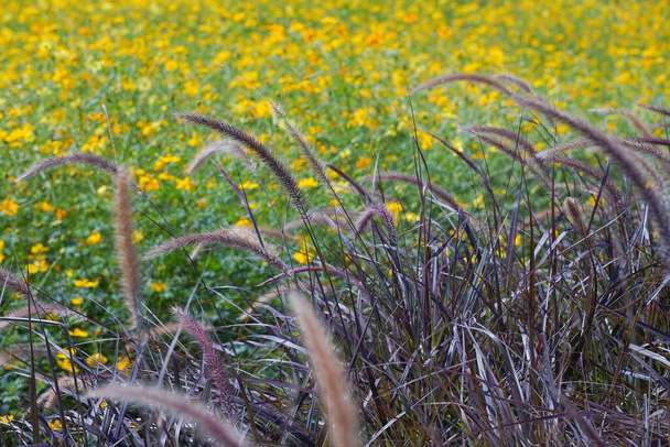 foto de flores de hierba (hierba natal, redtop natal, hierba de rubí) al aire libre - Foto, Imagen