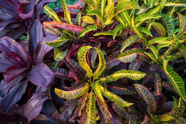 Natural Colorful Croton Leaves  may be used as a texture background wallpaper - Photo, Image