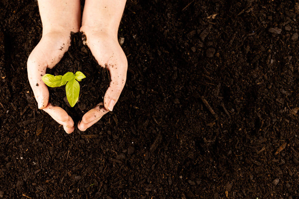 Pair of hands cupping green leaved seedling in dark soil, with copy space. Ecology, growth, care and nature concept. - Foto, Imagem