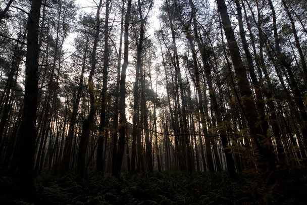 オランダのドインゲルフェルトにある針葉樹林 - 写真・画像