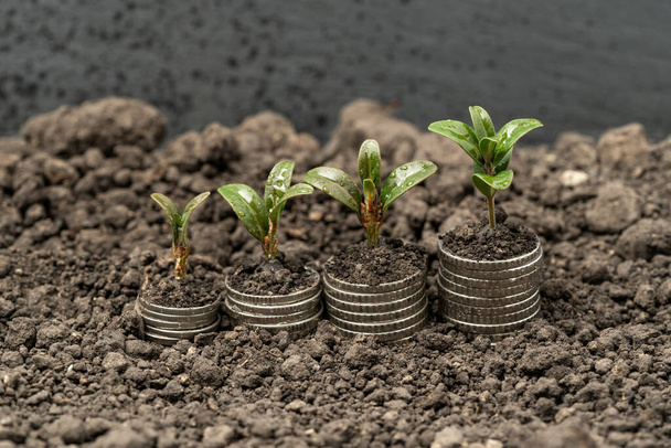 Money growth in soil with green leaves and trees concept, business and farming success finance. Agriculture plant seeding growing step concept in garden - Photo, Image