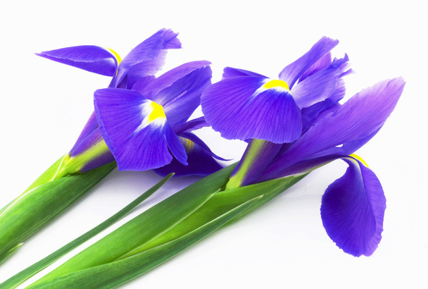 Irises - Foto, afbeelding