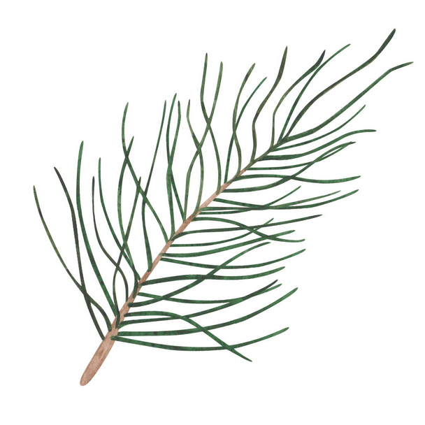 Watercolor illustration of hand painted green fir tree pine, spruce branch with long needles. Coniferous forest nature. Isolated on white clip art for Christmas, New Year postcards, packaging prints - Valokuva, kuva