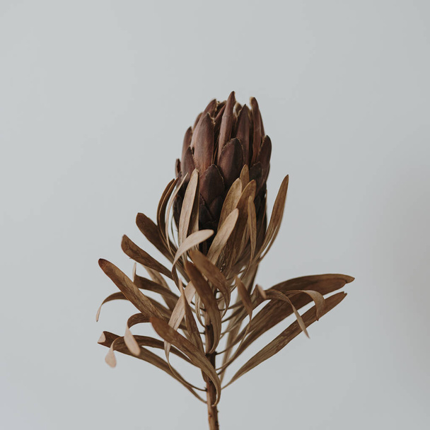 Flor de proteína seca no fundo branco com espaço de cópia. Composição das flores - Foto, Imagem