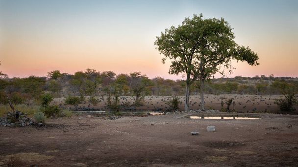 Una bandada de aves de Guinea (Numida Meleagris) en un pozo de agua, Ongava Private Game Reserve (vecino del Parque Nacional Etosha), Namibia. - Foto, imagen