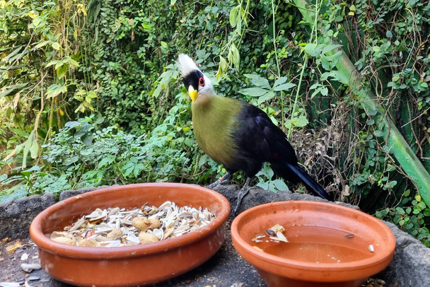 Exotische Vögel fressen im tropischen Zoo. - Foto, Bild