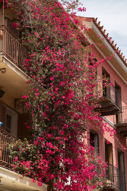 Buganvília roxa arbusto closeup na fachada da casa - Foto, Imagem
