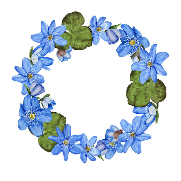 Hepatica sininen kevät kukkia ja lehtiä seppele. Vesiväri kuvitus eristetty valkoisella taustalla. Tervehdys kortti, kutsu, clip art - Valokuva, kuva