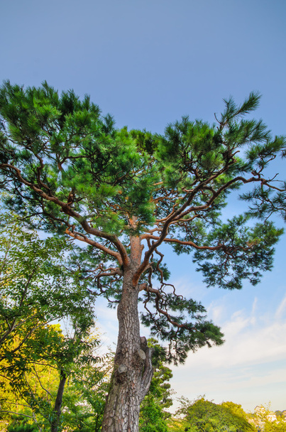 Pine trees and blue sky - Photo, Image