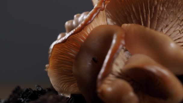 Rotating raw mushrooms. Mushroom texture. Macro Video shooting. - Footage, Video