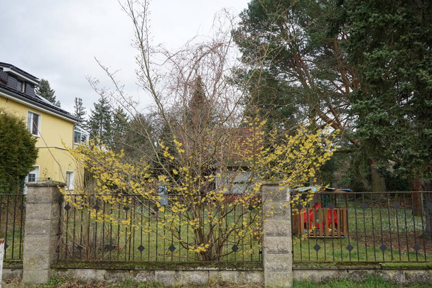 Hamamelis fleurissant intermedia dans le jardin en février. Hamamelis intermedia, l'hamamélis hybride, est une plante à fleurs de la famille des Hamamelidaceae. Berlin, Allemagne  - Photo, image