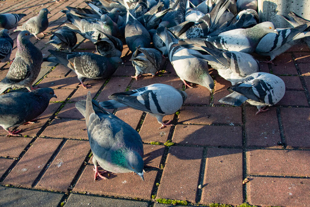 městští holubi v parku - Fotografie, Obrázek