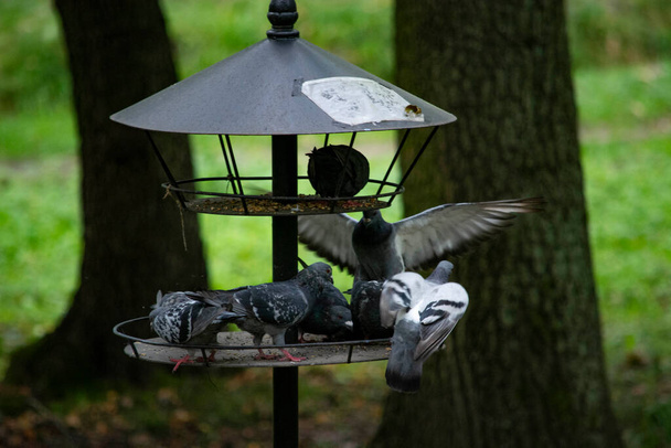 city pigeons in the park - Photo, Image
