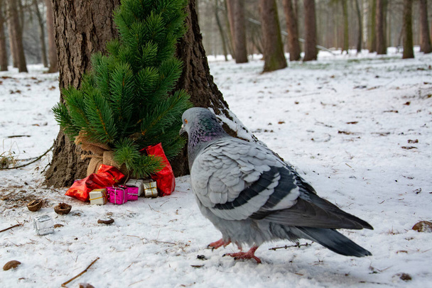 Parktaki şehir güvercinleri - Fotoğraf, Görsel
