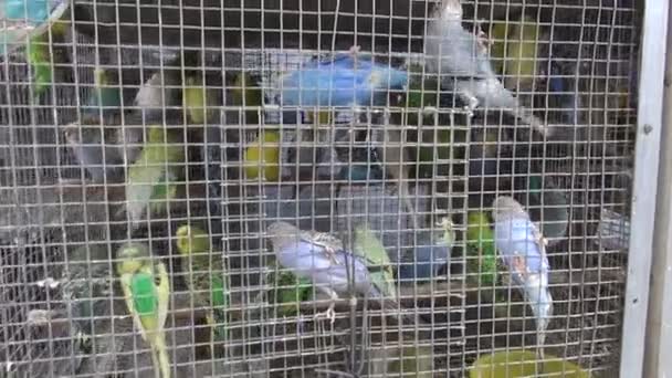 Cage with many budgies budgerigars in Mumbai market, India - Footage, Video