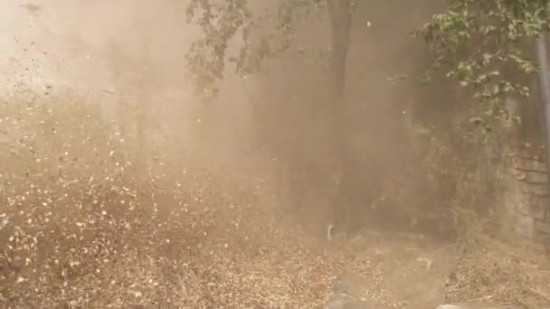 Straw flowing in a agriculture field. Husk of millet blowing with a thresher machine in a agriculture field. - Footage, Video