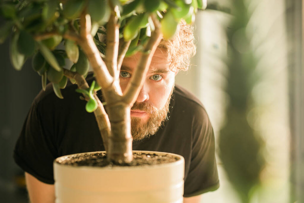 Erkek gözü saksı bitkisinin arkasında beliriyor - gözetleme ve gölgeleme - Fotoğraf, Görsel