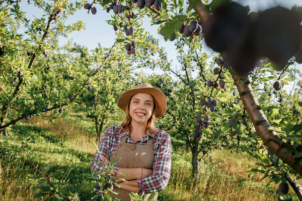 Retrato de una trabajadora campesina sonriente recogiendo ciruelas maduras frescas en el huerto durante la cosecha de otoño. Tiempo de cosecha - Foto, imagen