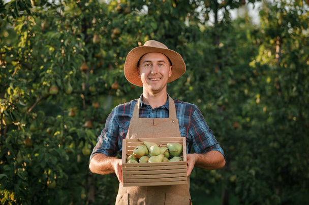 Szczęśliwy uśmiechnięty mężczyzna pracownik rolniczy zbieranie świeżych dojrzałych gruszek w ogrodzie sadowym podczas jesiennych zbiorów. Czas zbiorów - Zdjęcie, obraz