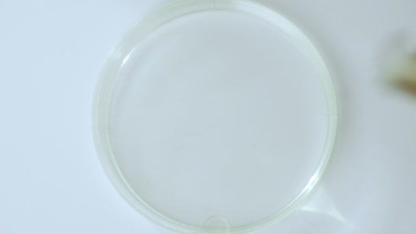 Close up tiro de placa de Petri com pipeta. - Filmagem, Vídeo