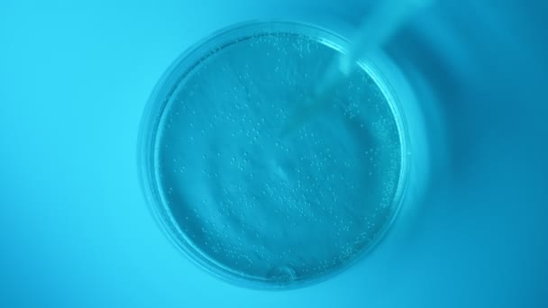 Close up shot of Petri dish with pipette. - Footage, Video