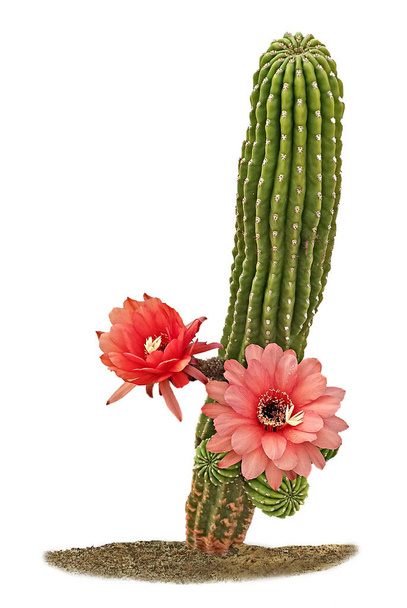 Cactus with red flowers isolated on white background - Photo, Image