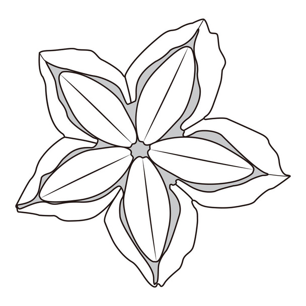 サシャインチの花の実イラスト - 写真・画像