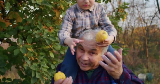 Un bambino di 3 anni è felice raccogliendo mele con il nonno in giardino, si diverte, le raccoglie su un albero, le raccoglie in un secchio, le getta o le dà al nonno.. - Filmati, video