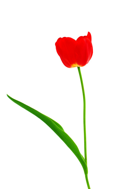 red tulip - 写真・画像