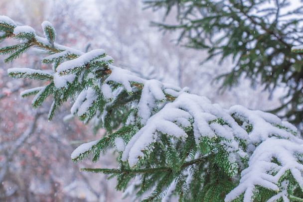 Сніжний день, соснові дерева в саду крупним планом деталі. Зимова концепція
 - Фото, зображення